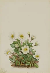 Dryad biały (Dryas octopetala)
