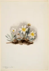 Dryad biały (Dryas octopetala)