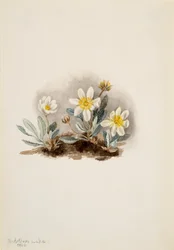 Biała driada Dryas octopetala, 1902.
