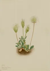 Biała driada Dryas octopetala, 1920.