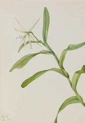 Epidendrum białe (Epidendrum nocturnum)
