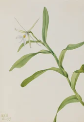 Biały Epidendrum Epidendrum nocturnum, 1919.