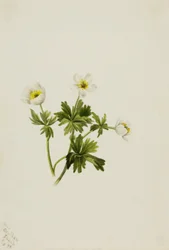 Globeflower biały (Trollius albiflorus)