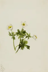 Biały Globeflower Trollius albiflorus, 1899.