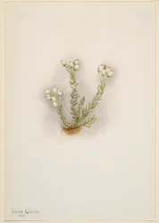 Wrzosiec biały (Phyllodoce grandiflora)