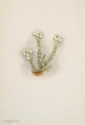 Biały wrzos Phylodoce grandiflora, 1901.