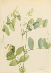 Groch biały (Lathyrus ochroleucus)