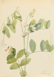 Biały groszek Lathyrus ochroleucus, 1920.
