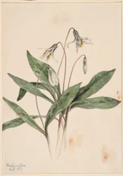 Troutlilia biała (Erythronium albidum)