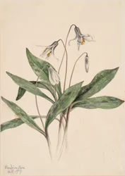 Pstrąg biały Erythronium albidum, 1919.