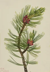 Sosna wejmutka (Pinus albicaulis)