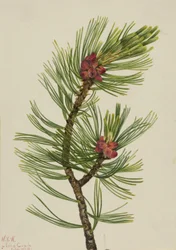Sosna białopska Pinus albicaulis, 1924.