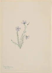 Len dziki (Linum lewisii)