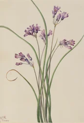 Dziki hiacynt (Brodiaea pulchella)