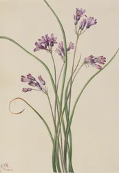 Dziki hiacynt Brodiaea pulchella, 1927.