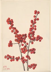 Ostrokrzew zimowy (Ilex verticillata)