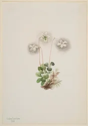 Nimfa drzewna (Moneses uniflora)