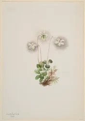 Nimfa drzewna Moneses uniflora, 1902.