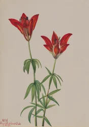 Lilia drzewiasta (Lilium philadelphicum)