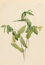 Dzwonki leśne (Uvularia perfoliata)