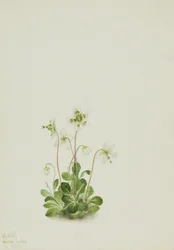 Nimfa drzewna (Moneses uniflora)