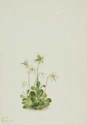 Nimfa drzewna Moneses uniflora, 1925.