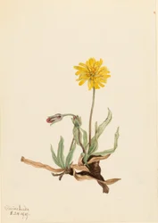 Agoseris wełnisty (Agoseris villosa)