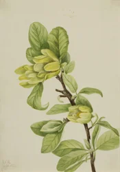 Żółty Cucumbertree Magnolia cordata, 1922.