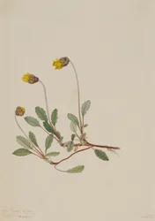 Dryada żółta (Dryas drummondii)