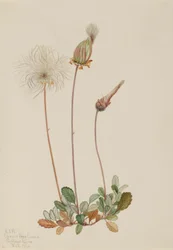 Dryad żółty (owoc) (Dryas drummondii)