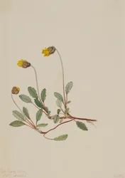 Żółta driada Dryas drummondii, 1904.