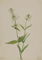 Żółty Penstemon Penstemon confittus, 1904.