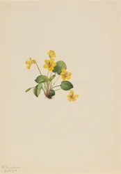Fiołek żółty (Viola orbiculata)