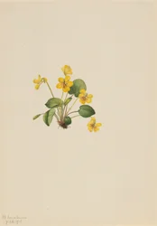 Żółto-fioletowa altówka orbiculata, 1916.