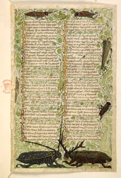 Dodać. 28841, f.2: chrząszcze rogate, świerszcze i locus.  Traktat o cnotach i wadach oraz anonimowa proza historia Sycylii (fragment)  Cocharelli