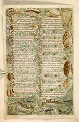 Dodać. 28841, f.3v: Koniki morskie, ślimaki i muszle, z traktatu o cnotach i wadach oraz anonimowa historia prozy Sycylii (fragment), ok. 1330-40 (welum)