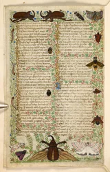 Dodać. 28841, f.4v: ćmy i rogate chrząszcze, z traktatu o cnotach i wadach oraz anonimowa historia prozy Sycylii (fragment), ok. 1330-40 (welum)