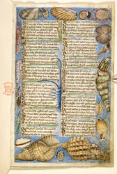 Dodać. 28841, f.5: Muszle i stworzenie morskie, z traktatu o cnotach i wadach oraz anonimowa historia prozy Sycylii (fragment), ok. 1330-40 (welum)