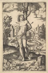 Św. Sebastian przywiązany do drzewa przebitego strzałami, 1530-60.