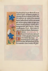 Godziny królowej Izabeli Katolickiej, królowej Hiszpanii: Fol. 25v, ok. 1500.