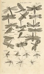 Tab III, Ważki, Ilustracja z „Historii naturalnej czworonogów”