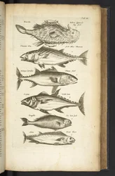 Tab III, Tuńczyki, Ilustracja z „Historiæ naturalus de quadrupetebus”
