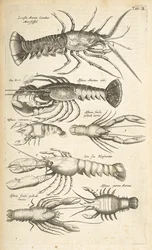 Tab II, Homary, Ilustracja z „Naturalnej historii czworonogów”