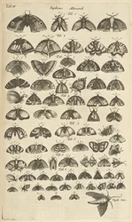 Patka. IV, Motyle i ćmy, ilustracja z „Naturalnej historii czworonogów”