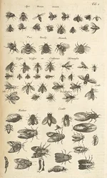 Tab. I, Pszczoły i osy, ilustracja z „Historii naturalnej czworonogów”