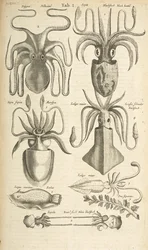 Tab I, Octopus, Illustration from from 