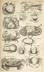 Zakładka V, Kraby, ilustracja z „Historii naturalnej czworonogów”