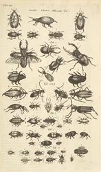 Tab XIII, Chrząszcze, Ilustracja z „Historii naturalnej czworonogów”