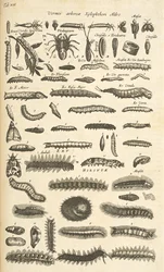 Zakładka XIX, Gąsienice, Ilustracja z „Historia naturalna czworonogów”