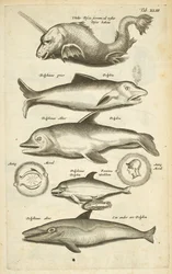 Zakładka 43, Delfiny, Ilustracja z „Naturalnej historii czworonogów”
